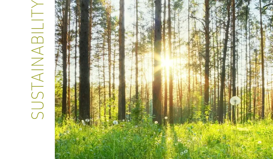  the low sun shines between the trees of the forest, lettering Sustainability