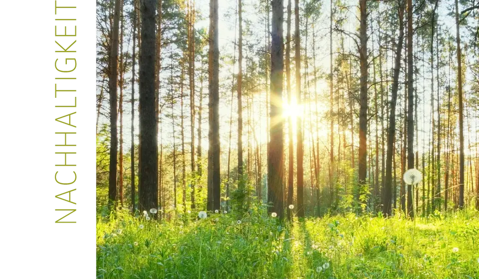"Nachhaltigkeit" die tiefstehende Sonne scheint durch die Bäume im Wald