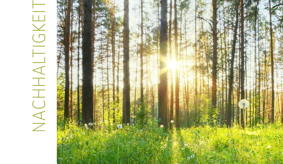 "Nachhaltigkeit" die tiefstehende Sonne scheint durch die Bäume im Wald