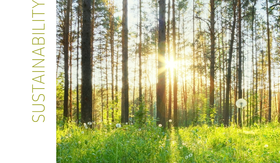  the low sun shines between the trees of the forest, lettering Sustainability